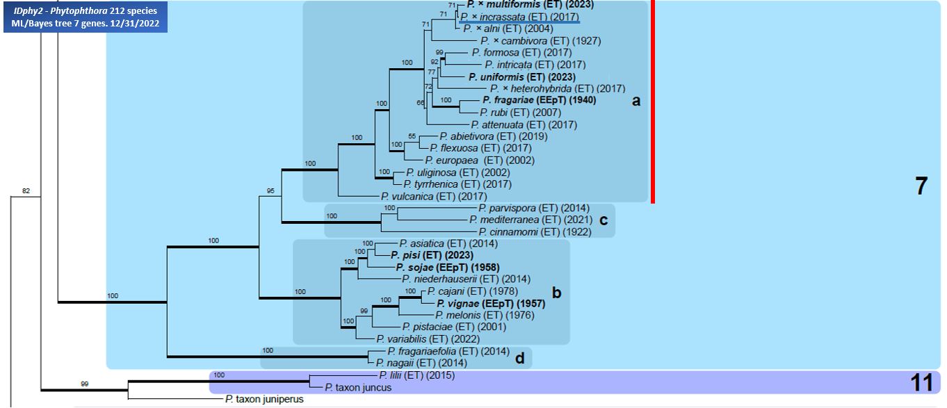    Phytophthora  spp. in subclade 7a:  portion of the seven-loci ML phylogeny featuring the type cultures of 212 described species (by T. Bourret). Notice the position of   P. times;incrassata  nbsp;Ex-type CBS 141209 = Samp;T BL 224 . Gloria Abad, USDA Samp;T.
